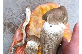 “頭水菌”上市 量少價(jià)高還買不著 ()