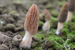 未來羊肚菌產(chǎn)業(yè)將何去何從？ ()