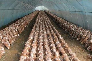 民樂縣食用菌大棚層架式改造帶來高效益 ()