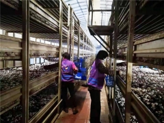 暫停產(chǎn)品出口及給周邊城市供貨，上海金山廊下每天供應(yīng)上海市場的蘑菇翻三倍！ ()