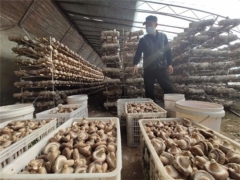 疫情當(dāng)前，看惠民香菇如何銷(xiāo)售 ()