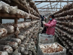 開(kāi)放香菇市場(chǎng) 發(fā)放3000份通行證……慶元打開(kāi)食用菌生產(chǎn)銷(xiāo)售“新渠道” ()