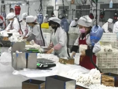 三都縣：抗擊疫情不誤農(nóng)時(shí) 食用菌生產(chǎn)順利推進(jìn) ()