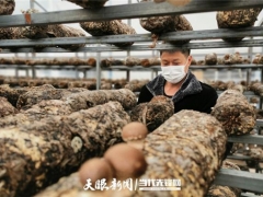 貴州施洞鎮(zhèn)疫情防控不誤生產(chǎn) 26萬(wàn)棒食用菌穩(wěn)定出菇！ ()