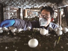 市民追捧“愛(ài)心蘑菇” ()