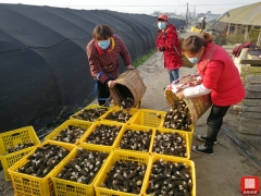 綿陽(yáng)市安州區(qū)千余畝羊肚菌豐收 群眾不誤農(nóng)時(shí)忙采摘 ()