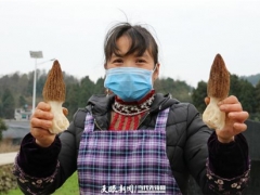采摘裝籃！畢節(jié)黔西中建鄉(xiāng)的羊肚菌豐收 ()