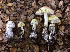 研究人員開(kāi)發(fā)便攜式測(cè)試工具 以檢測(cè)致命的蘑菇 ()