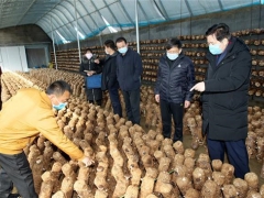 邢臺(tái)市場(chǎng)監(jiān)管局在復(fù)工復(fù)產(chǎn)中幫農(nóng)戶銷(xiāo)售蘑菇 ()