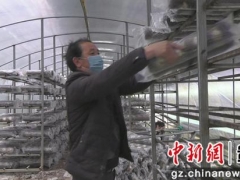 安龍：吹響新市民食用菌生產(chǎn)“集結(jié)號(hào)” ()