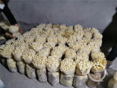 食用菌長(zhǎng)勢(shì)喜人種植戶卻犯愁 社區(qū)為其“量身打造”售賣(mài)模式 ()