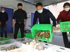 留壩：疫情期間食用菌產(chǎn)業(yè)產(chǎn)銷(xiāo)兩旺“開(kāi)門(mén)紅” ()