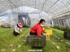 黔西：小小羊肚菌 撐開(kāi)“致富傘” ()