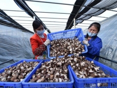 銅仁專班化服務助力食用菌企業(yè)復工復產 ()