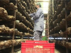 遠安：香菇“藍瘦” 曬出希望 ()