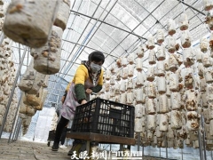 安龍：食用菌“量變”轉“質變”讓“小蘑菇”撐起產業(yè)扶貧一片天 ()