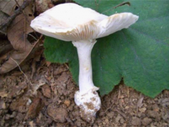 廣東省市場監(jiān)督管理局發(fā)布消費提醒：謹防誤食野生毒蘑菇引起食物中毒 ()