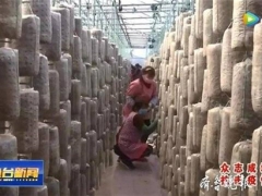 食用菌大棚生產忙，今年魚臺預計種植食用菌4.3億袋 ()