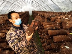 遠安：香菇產業(yè)“疫”線春耕 ()