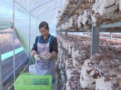 安龍食用菌創(chuàng)新利益聯(lián)結助力產業(yè)扶貧 ()