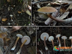 江西科技師范大學師生以“江西”命名牛肝菌新物種 ()