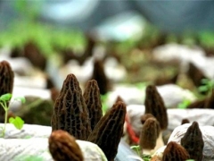 羊肚菌產業(yè)基地采摘忙 線上營銷增收防疫兩不誤 ()