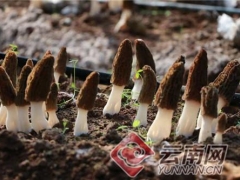 云南牟定：“羊肚菌”種植助農增收 ()