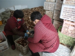急！行唐2萬斤香菇滯銷，急盼援手相助 ()