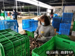 買它！桐廬村民直播帶貨，滯銷香菇變“網紅” ()