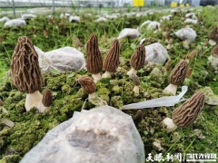 羊肚菌基地來了“智囊團”——貴州省農(nóng)科院牽手黔西縣譜寫產(chǎn)業(yè)調(diào)整富民謠 ()