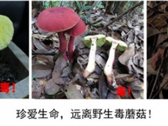 預(yù)防野生蘑菇中毒的消費提示 ()