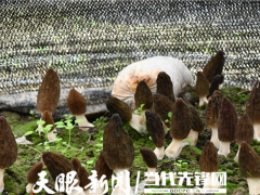 貴州余慶羊肚菌進入采摘期 ()