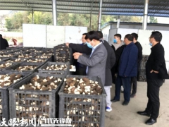 貴州省農(nóng)科院羊肚菌高產(chǎn)示范 大面積畝產(chǎn)393.2公斤 ()