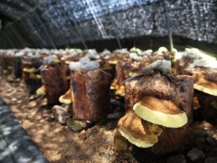 印象長白山森工：按下發(fā)展“快進鍵” 打好桑黃扶貧牌 ()