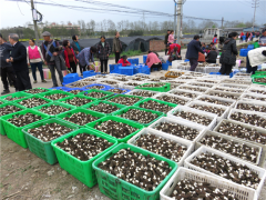 四川綿陽：千畝羊肚菌喜獲豐收，價格上漲 ()