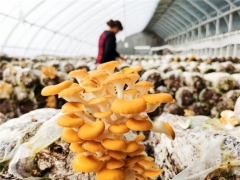 滯銷的榆黃蘑售光，想嘗鮮兒的可找第一書記預(yù)約 ()