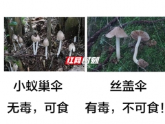 又到了野生蘑菇瘋長的季節(jié) 對比圖來啦！ ()