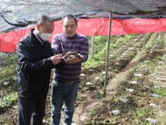 破解菌渣難題，獼猴桃樹下種羊肚菌帶動農(nóng)戶增收 ()