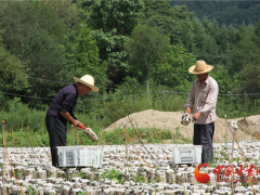 甘肅徽縣：食用菌產(chǎn)業(yè)產(chǎn)值將達到1億元 ()
