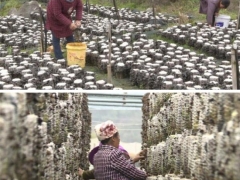 云南富寧縣黑木耳種出“錢途”，年產(chǎn)值可達4500萬元 ()