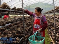 重慶云陽：香菇基地生產(chǎn)忙 帶動當?shù)卮迕裨鍪?()