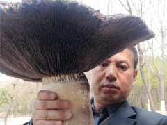 震撼！開傘直徑達(dá)40公分“巨型”大球蓋菇現(xiàn)身河南平頂山 ()