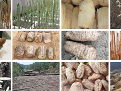 安徽藍(lán)頓生態(tài)農(nóng)業(yè)、岳西縣昌坳中藥材為2020中國天麻產(chǎn)業(yè)網(wǎng)絡(luò)大會(huì)提供贊助支持 ()