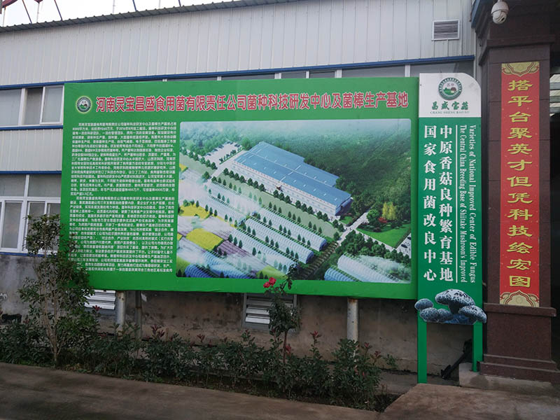 菌棒，種食用菌改良圖片小