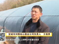 喜訊！湖北裕山菌業(yè)首批羊肚菌順利出菇 ()