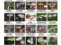 緊急擴(kuò)散！高達(dá)400多種，嚴(yán)重可致死！ ()