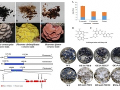 平菇也能穿花衣？科學家揭示菌蓋顏色調(diào)控機制 ()