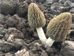 喜憂參半羊肚菌栽培！今年還值得入局嗎？ ()