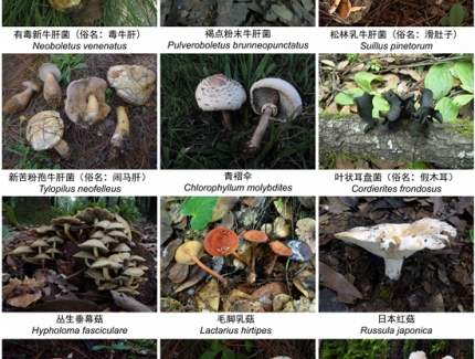 一年2000多人中毒，云南省衛(wèi)健委緊急預警！ ()