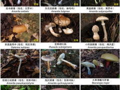 它上榜“毒菌”名單！云南人卻說：心頭愛 ()